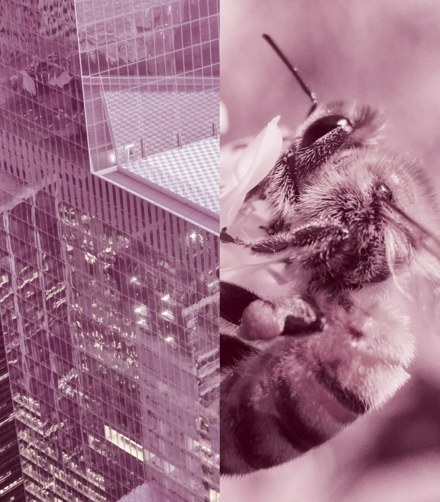 Transformation Conscious Economy
