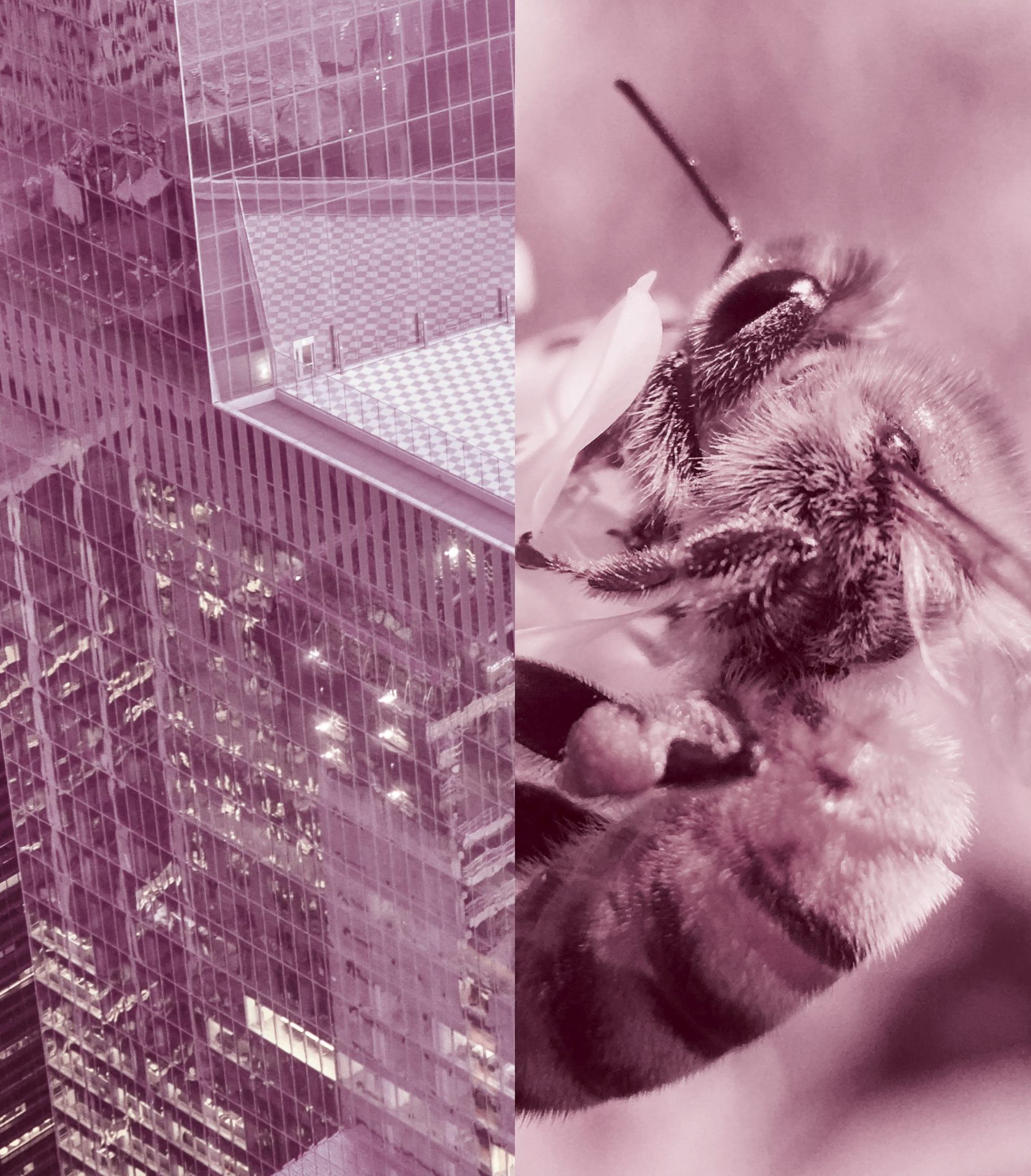 Transformation Conscious Economy