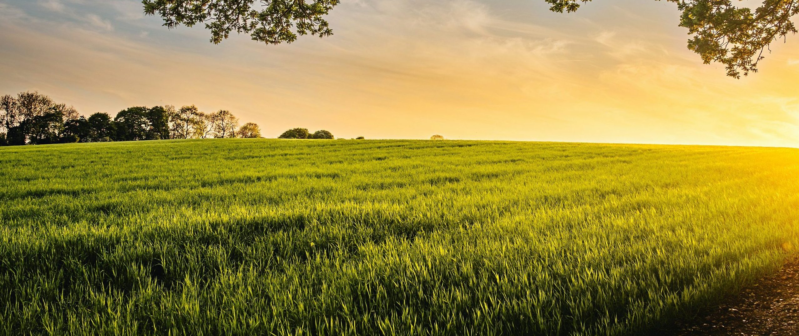 Transformation gesunder Ernährung